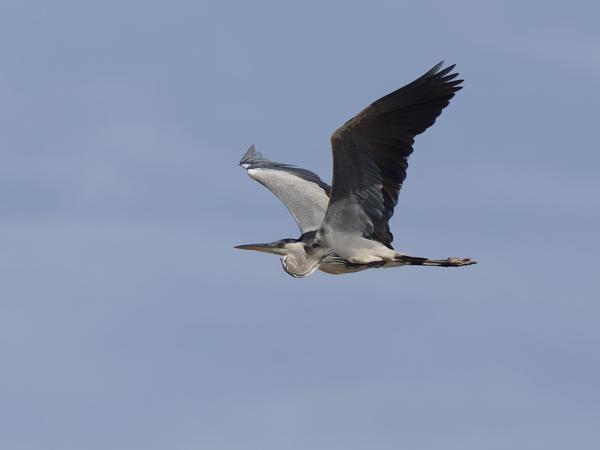 <h3>Ardea cinerea / Grey heron / Blauwe reiger</h3>OM-1 Mark II with OLYMPUS M.150-400mm F4.5 TC, 1/2000 sec at F5.6, ISO 320, distance 64.9 m